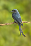 Image. Ashy Drongo