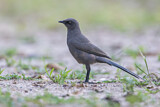 Image. Ashy Starling