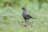 Image. Ashy Starling
