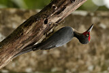 Image. Ashy Woodpecker