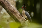 Image. Ashy Woodpecker
