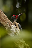 Image. Ashy Woodpecker