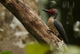 Image. Ashy Woodpecker
