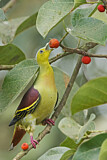 Image. Ashy-headed Green Pigeon