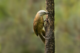 Image. Ashy-headed Laughingthrush