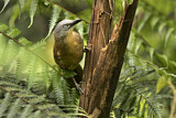 Image. Ashy-headed Laughingthrush