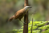 Image. Ashy-headed Laughingthrush