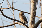Image. Asian Barred Owlet