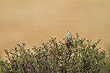 Image. Asian Desert Warbler