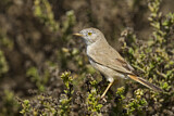 Image. Asian Desert Warbler