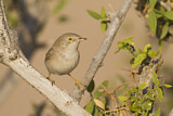Image. Asian Desert Warbler