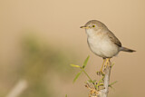 Image. Asian Desert Warbler