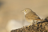 Image. Asian Desert Warbler