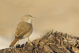 Image. Asian Desert Warbler