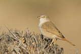 Image. Asian Desert Warbler