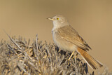 Image. Asian Desert Warbler