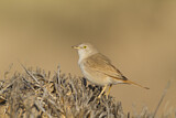 Image. Asian Desert Warbler