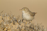 Image. Asian Desert Warbler
