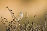 Image. Asian Desert Warbler