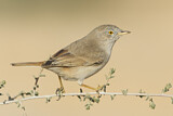 Image. Asian Desert Warbler