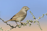 Image. Asian Desert Warbler