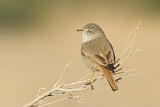 Image. Asian Desert Warbler