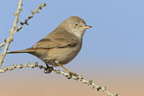 Image. Asian Desert Warbler
