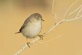 Image. Asian Desert Warbler