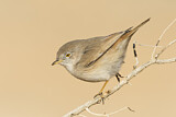 Image. Asian Desert Warbler