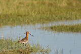 Image. Asian Dowitcher
