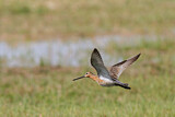 Image. Asian Dowitcher