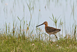 Image. Asian Dowitcher
