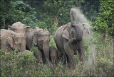 Image. Asian Elephant