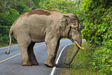 Image. Asian Elephant