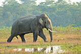 Image. Asian Elephant