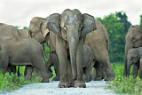 Image. Asian Elephant