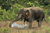 Image. Asian Elephant