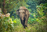 Image. Asian Elephant