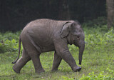 Image. Asian Elephant