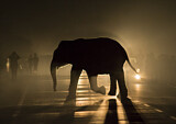 Image. Asian Elephant