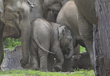 Image. Asian Elephant