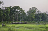 Image. Asian Elephant