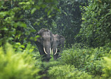 Image. Asian Elephant