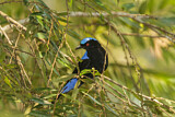 Image. Asian Fairy-bluebird