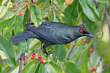 Image. Asian Glossy Starling 