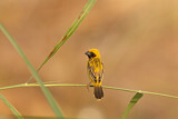 Image. Asian Golden Weaver