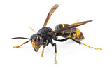 Image. Asian Hornet