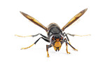 Image. Asian Hornet