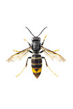 Image. Asian Hornet