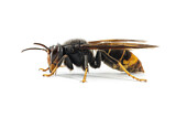 Image. Asian Hornet